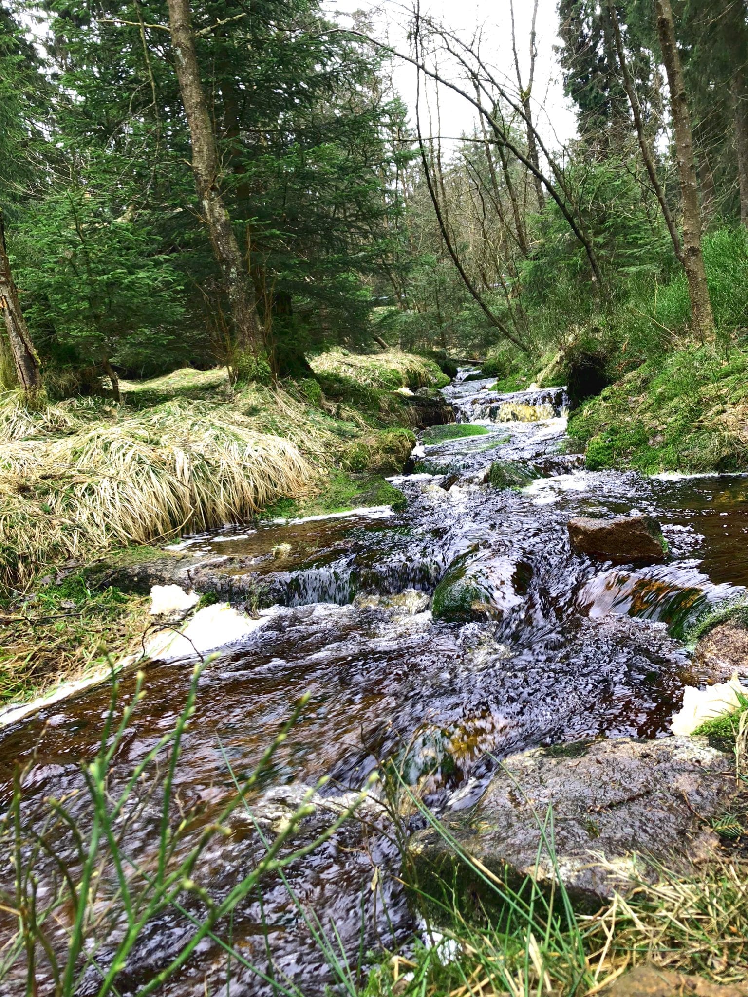 Bach im Harz mit viel Wasser