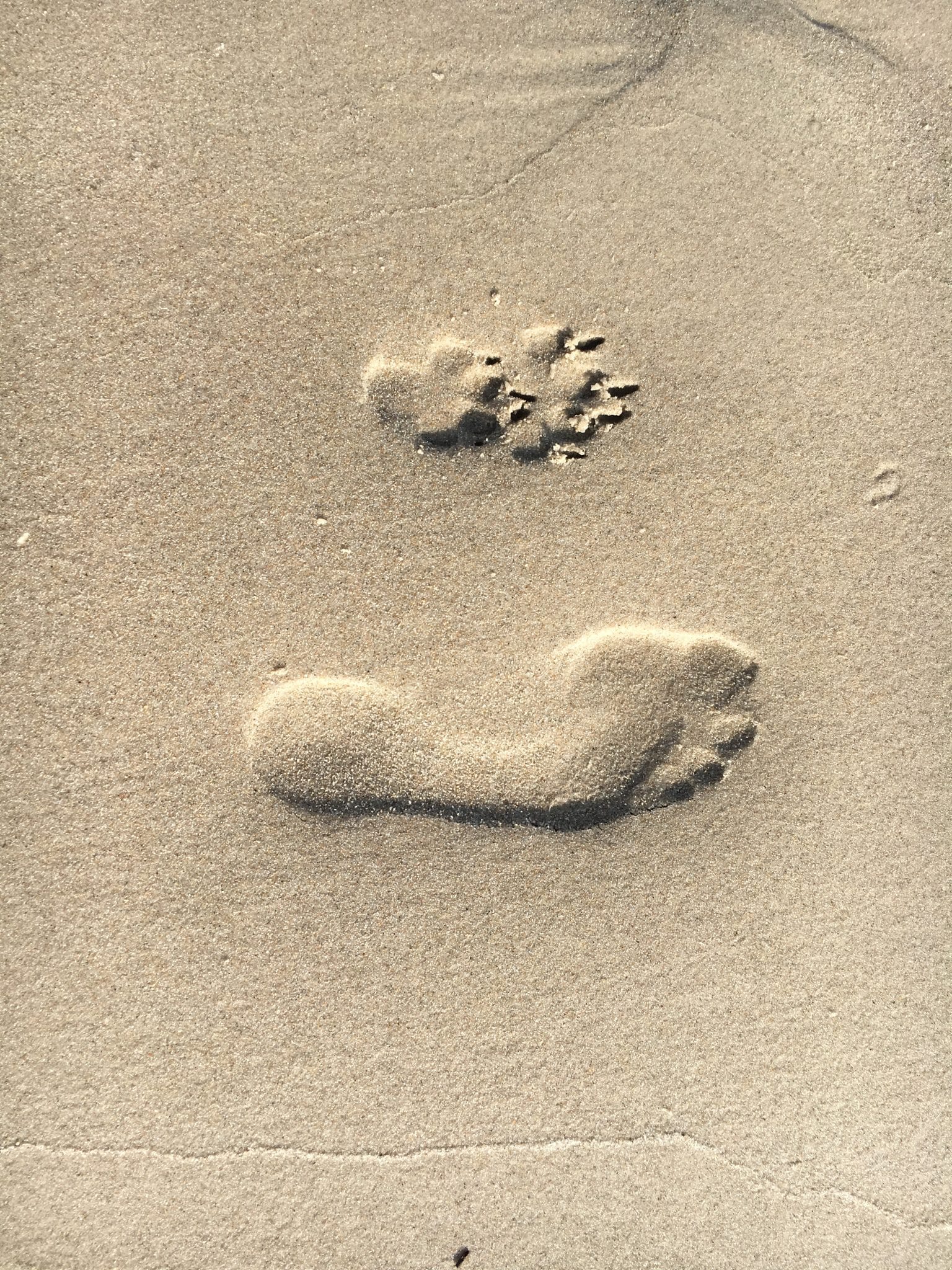 Fuß und Pfotenabdruck im Sand
