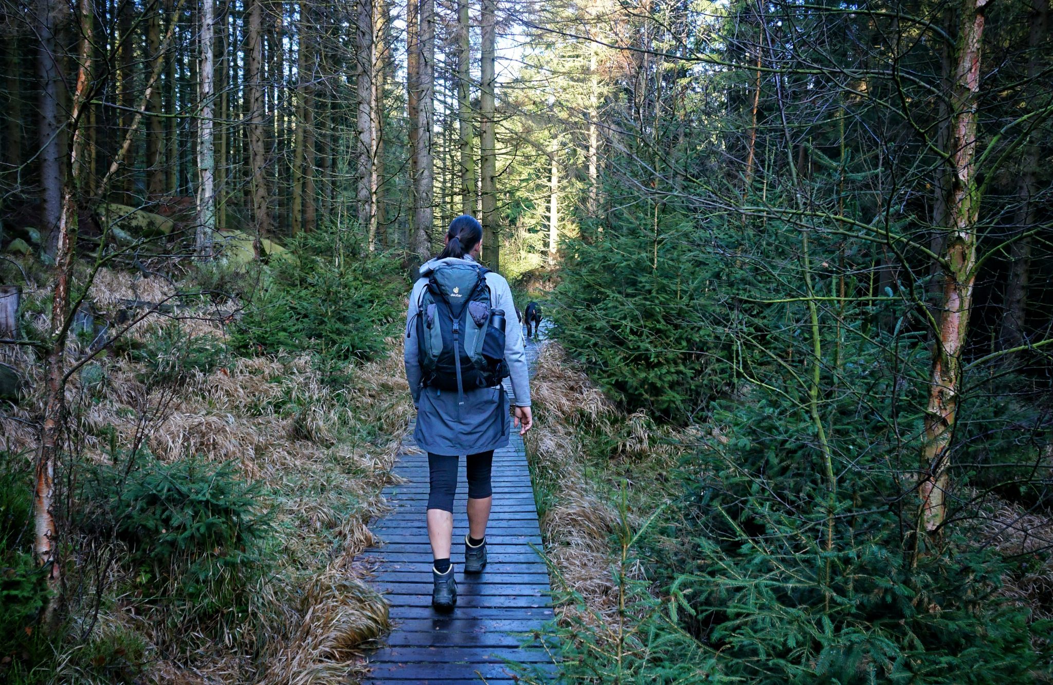 Harz: Um die Eckertalsperre - Harzer Wandernadel