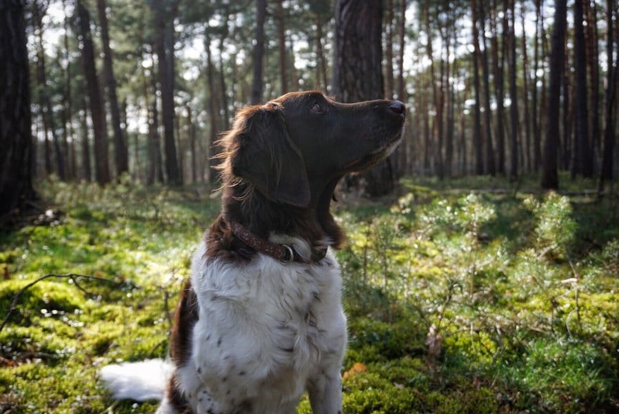 Wandern mit Hund