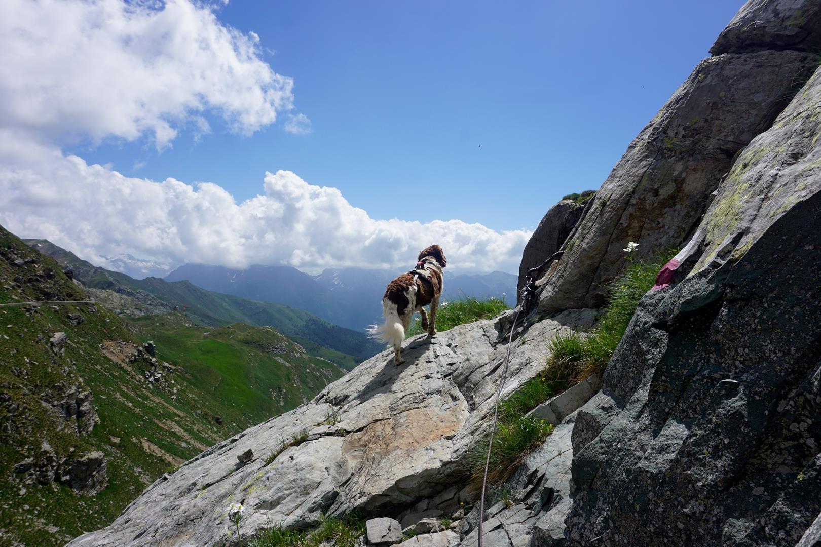 Drahtseile Klettersteig mit Hund