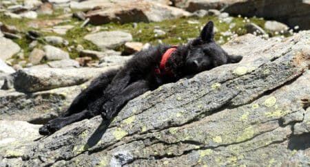 Wandern: Mit Hund in die Berge – Teil 6 Schutz vor Infektionskrankheiten