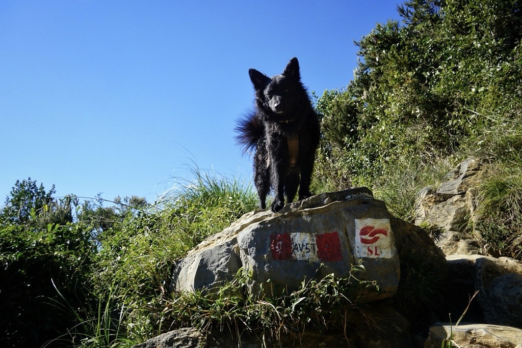 Mit Hund auf dem Sentiero Liguria